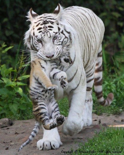 Tigre Branco e Filhote❤️