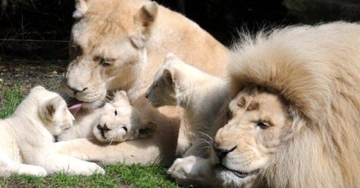Família de Leões Branco ❤️