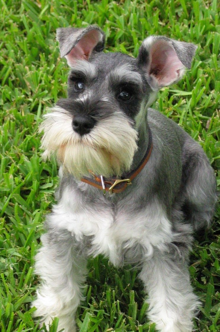 Moda Schnauzer 🐾