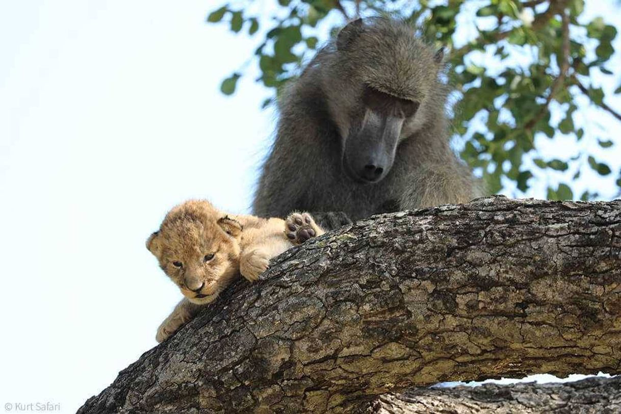 Moda Macaco Adota Filhote de Leão