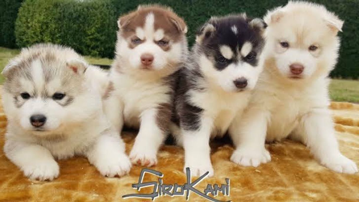 Perros husky siberiano