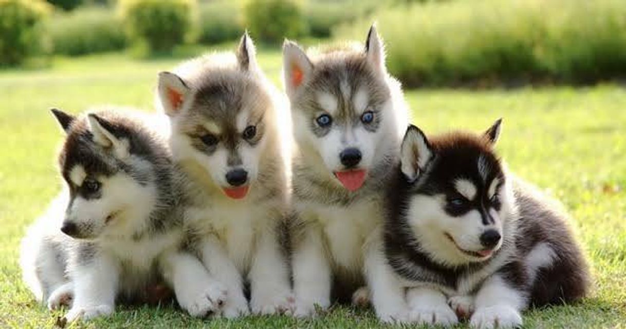 Perros husky siberiano