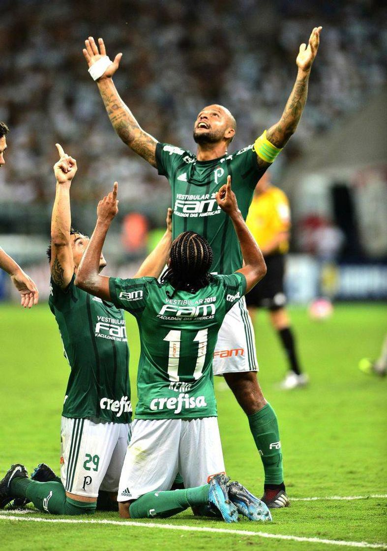 Social papel de parede palmeiras