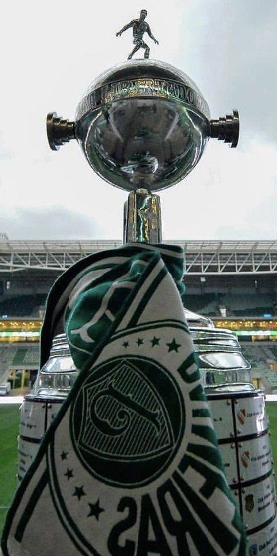 Social papel de parede palmeiras 