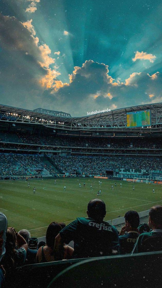 Social papel de parede palmeiras