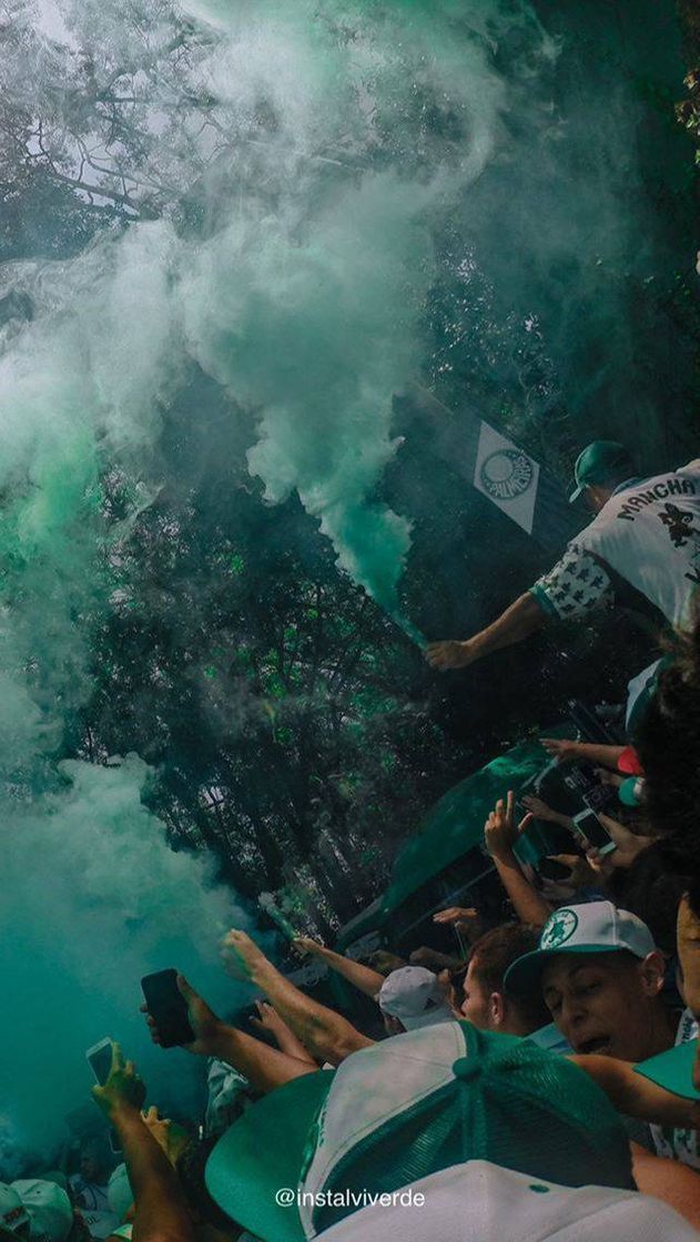 Social papel de parede palmeiras