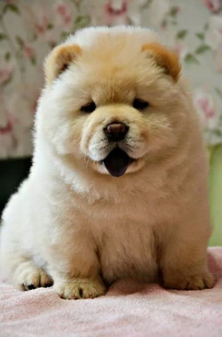 Fashion Chow Chow🐶