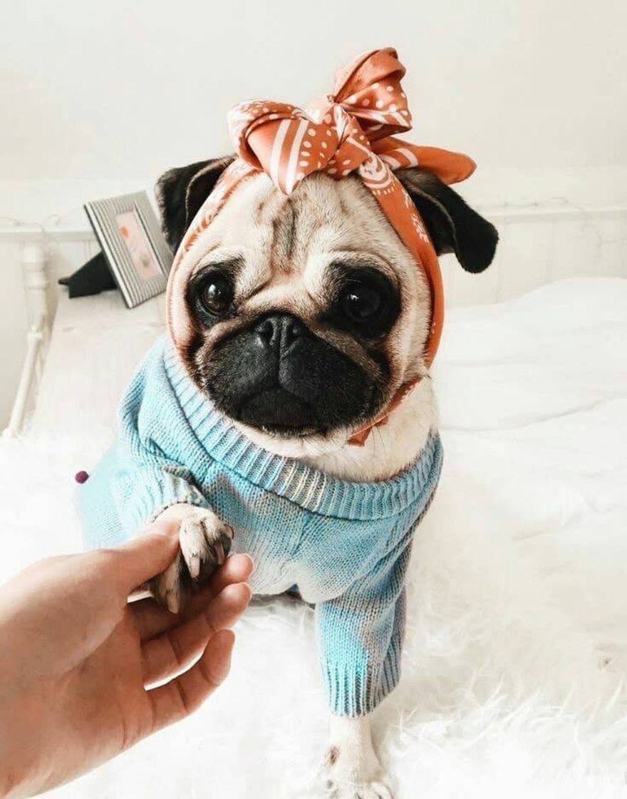 Fashion Pug filhotinho 