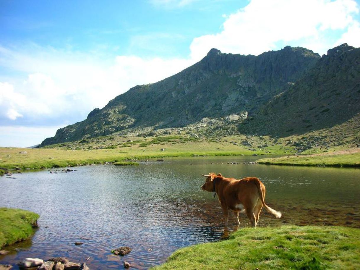 Lugar Peñalara Subida