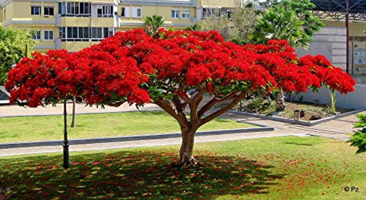 Productos delonix regia árbol del fuego semillas 10