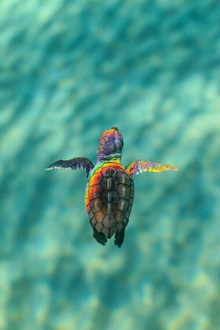 Fashion Tartaruga 🐢