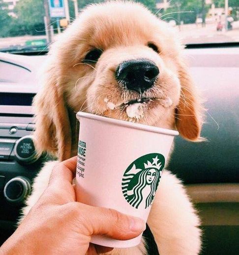 Cachorrinho tomando Starbucks