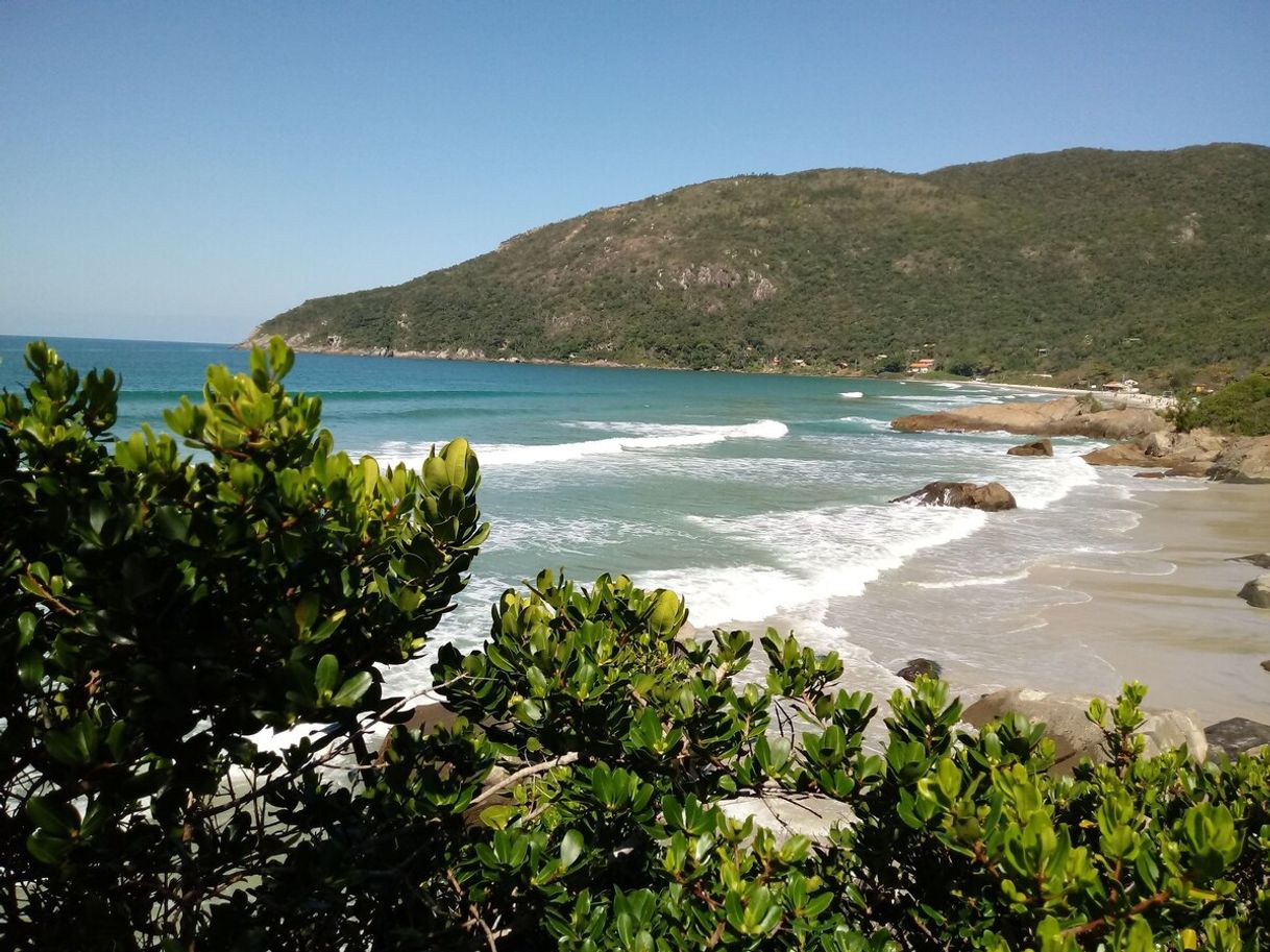 Place Praia do matadeiro floripa 