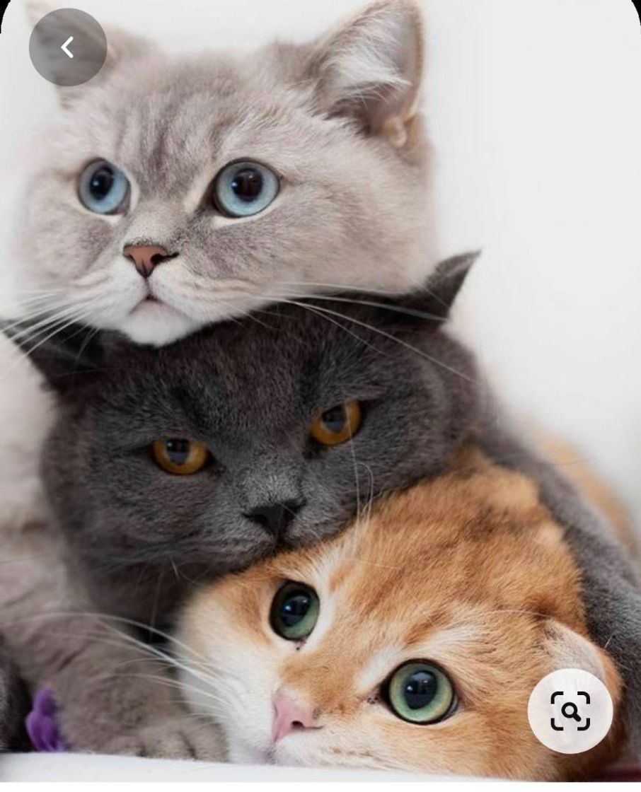 Social 😍😍😍gatos 