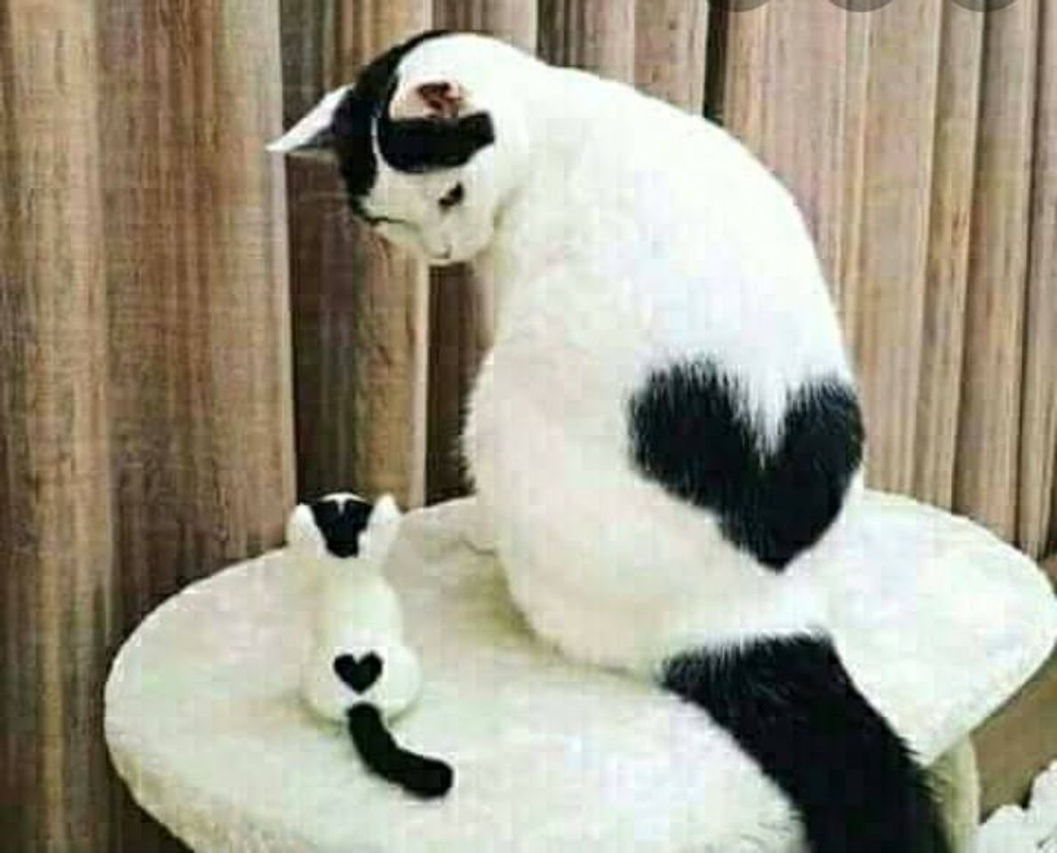Social Quanto amor...