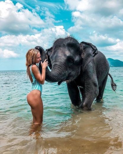 Elefante 🐘