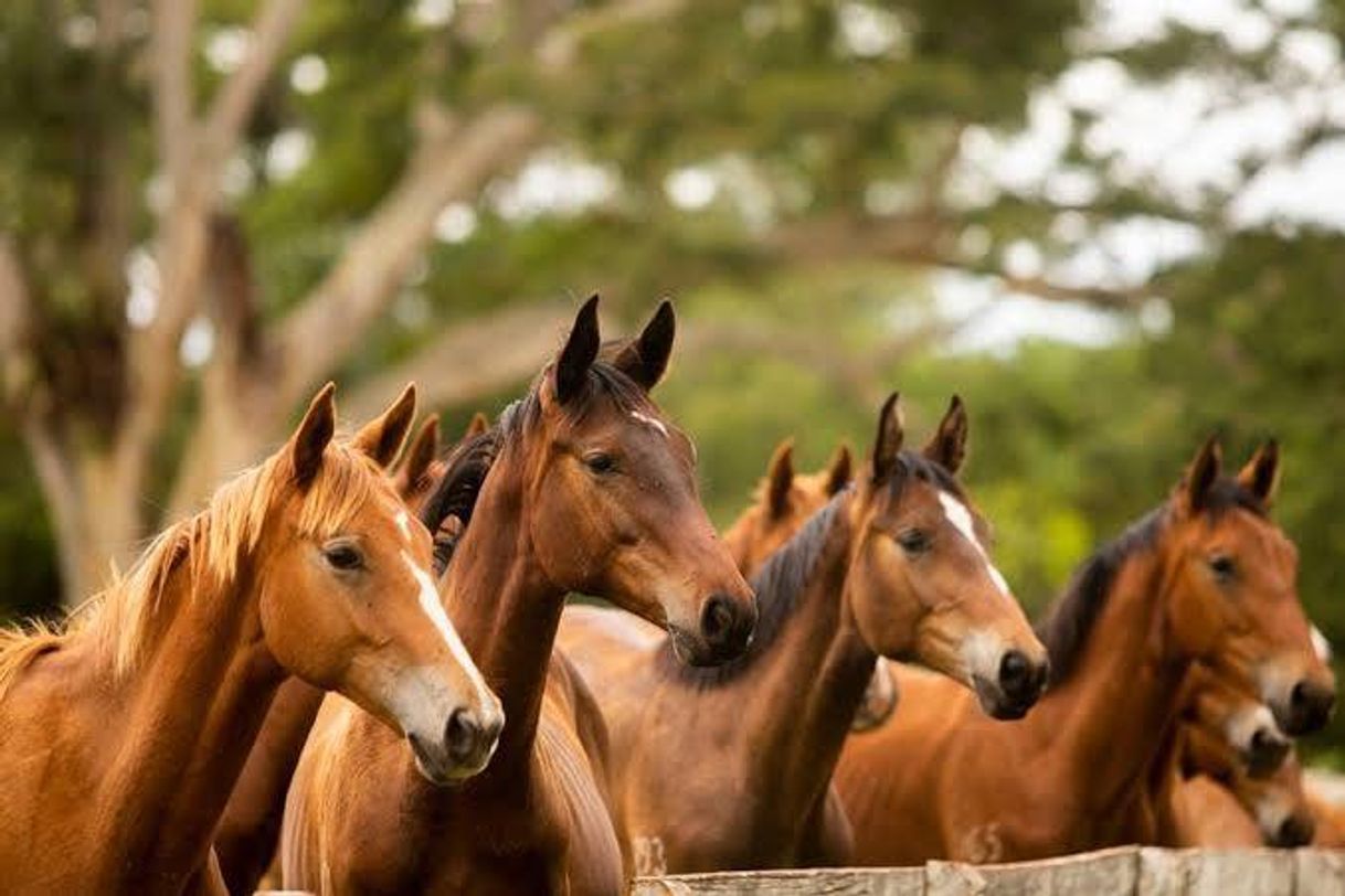 Moda 🐎