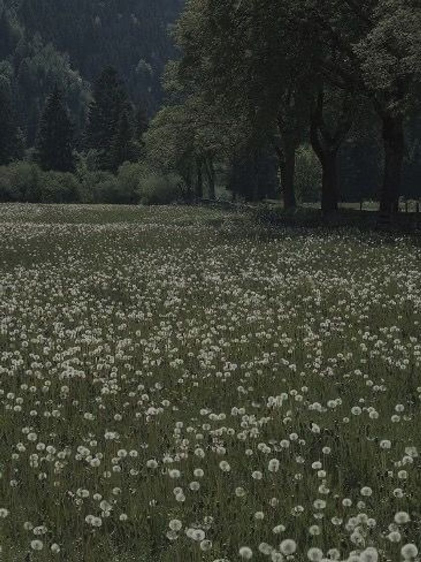 Social Flores