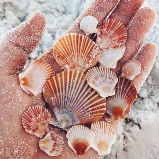 🐚