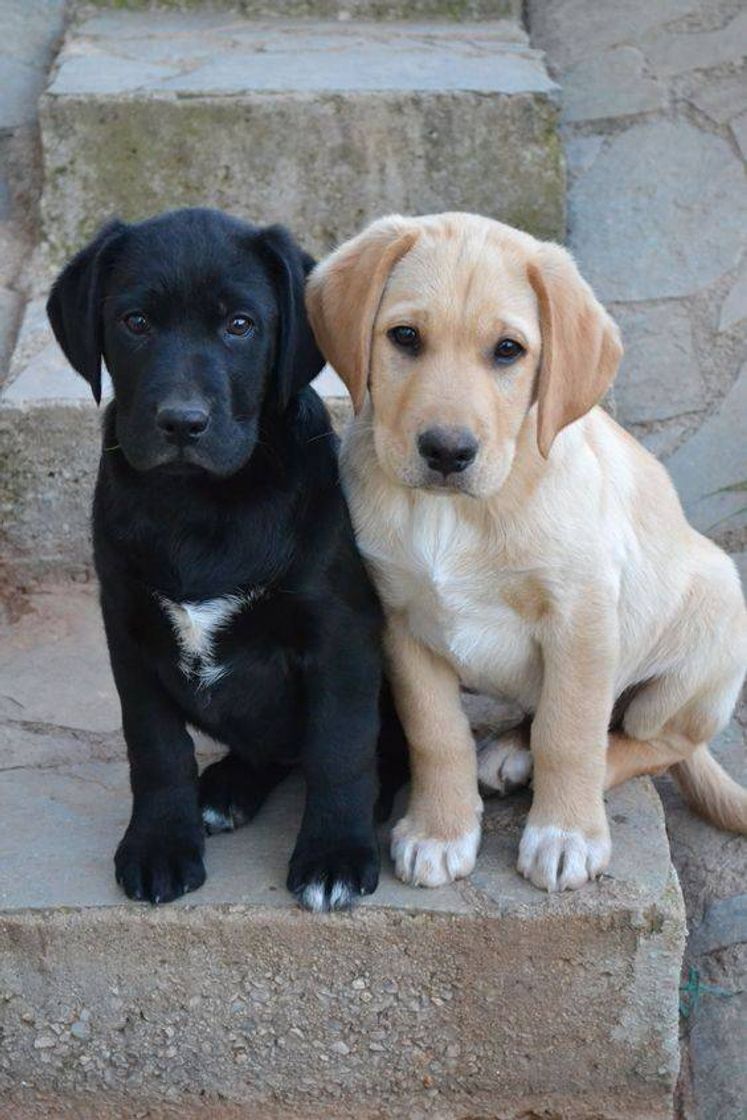 Fashion Labrador 