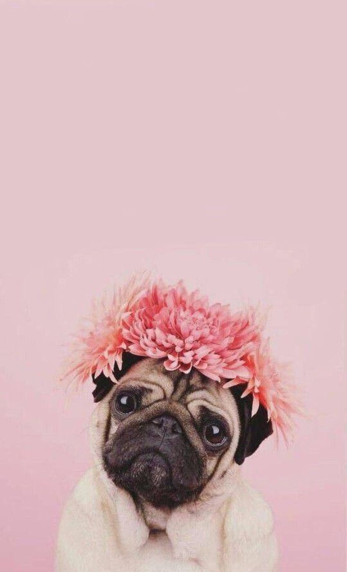 Moda Pug 