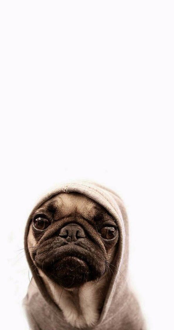 Moda Pug