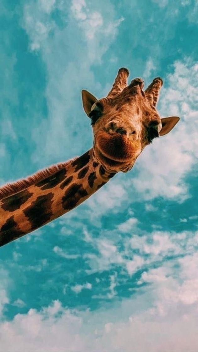 Moda 🦒