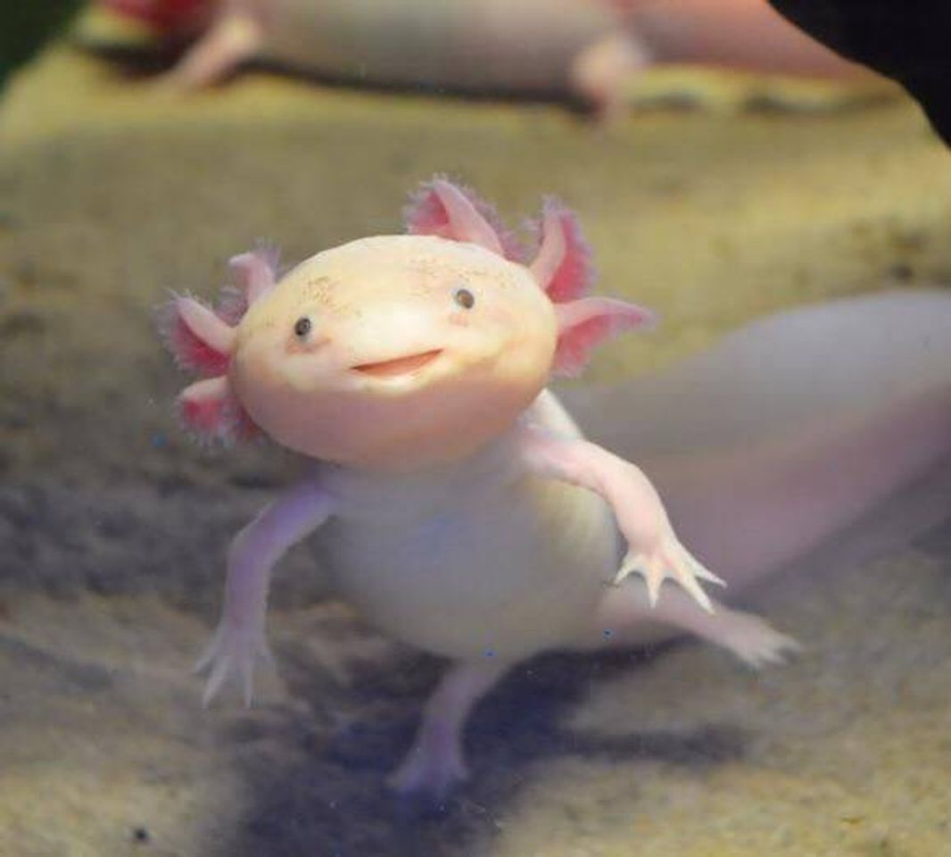 Fashion Axolotl