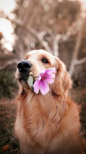 With flower 🐶🌷