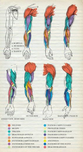 Anatomia desenho  