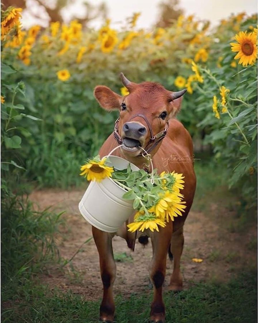 Moda 🐮🌻