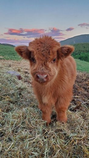 Baby cow 🐮 