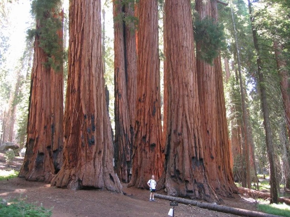 Place Sequoia National Park