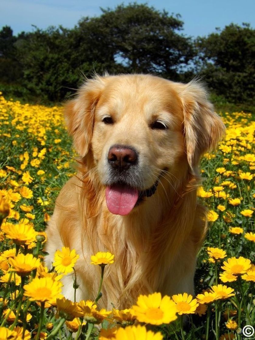 Fashion golden retriever 🌻