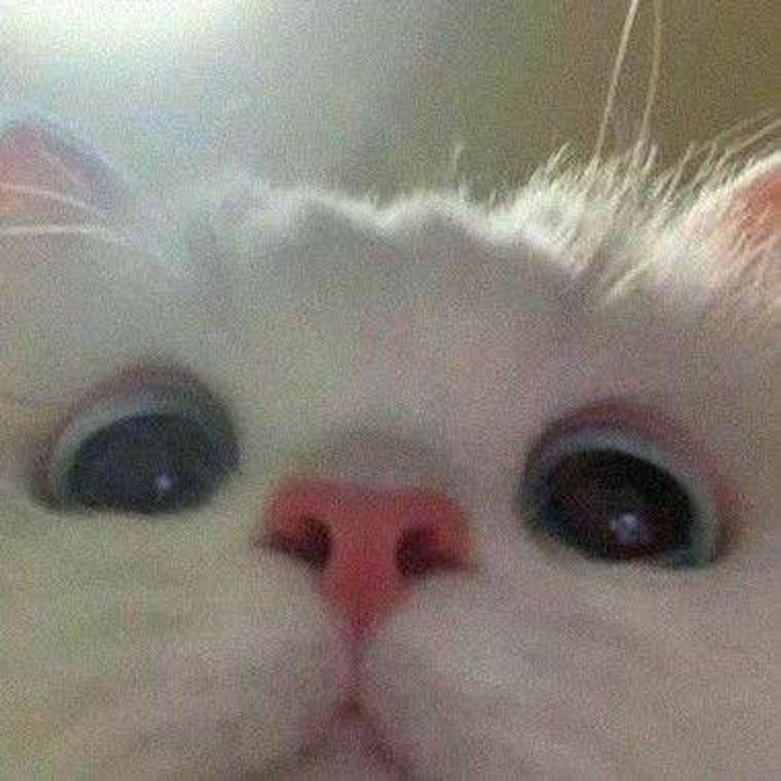 Social Gatinho