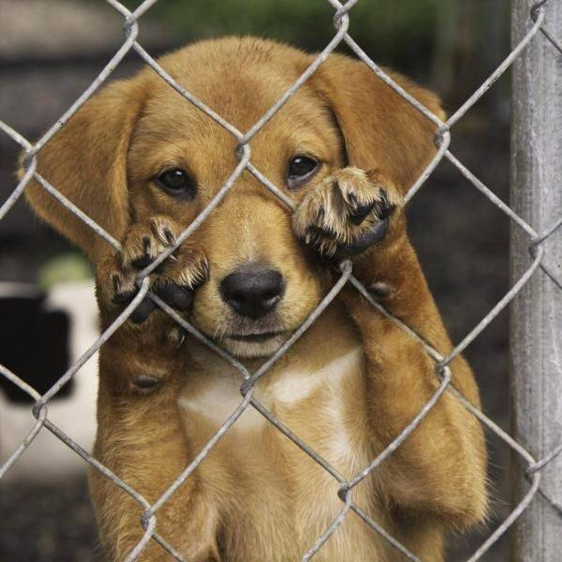 Moda Adotar um doguinho