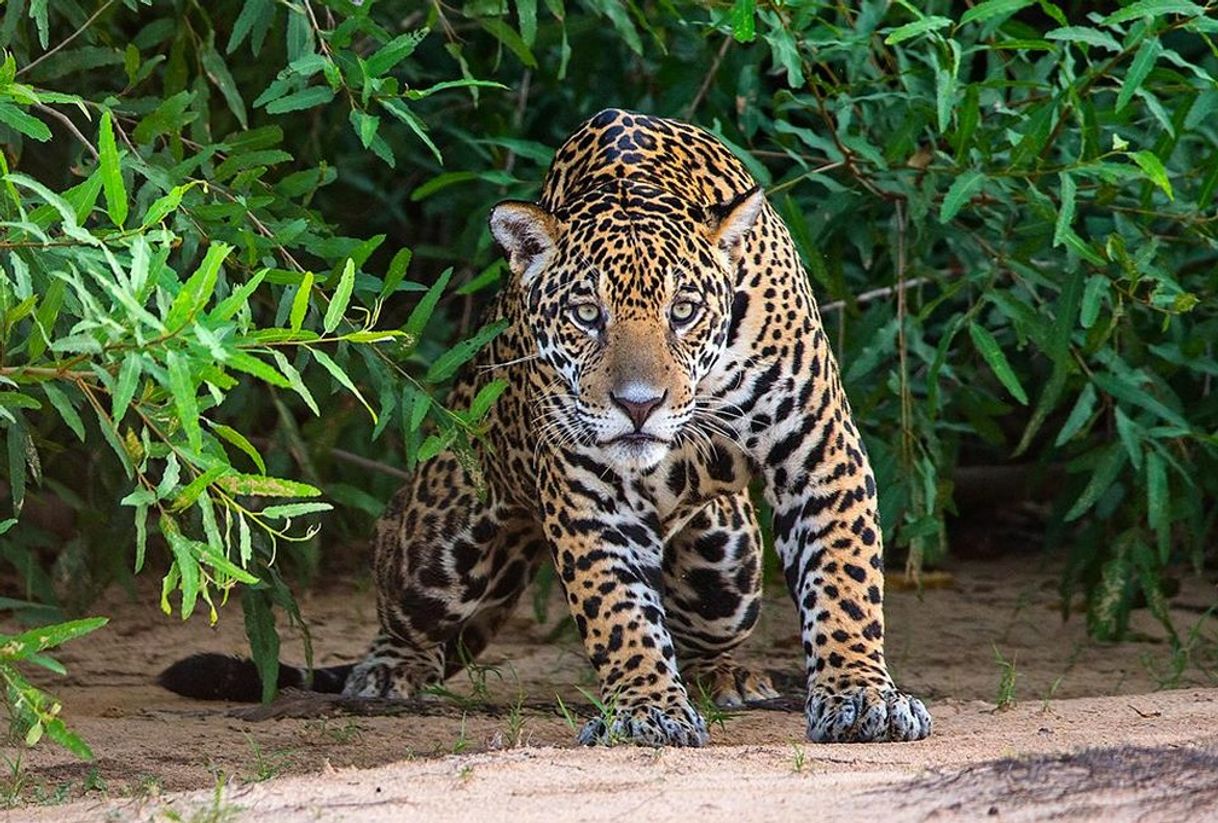 Lugar Pantanal