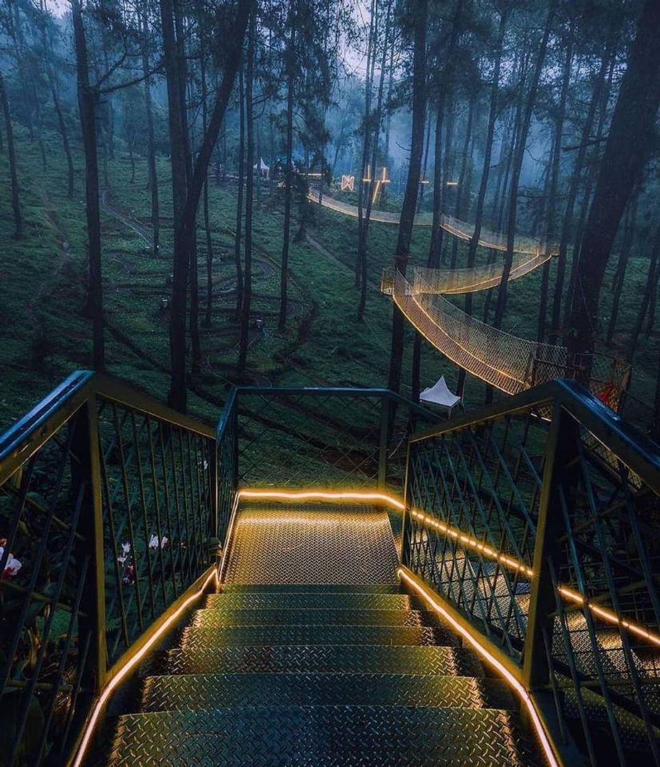 Place Orchid Forest Cikole