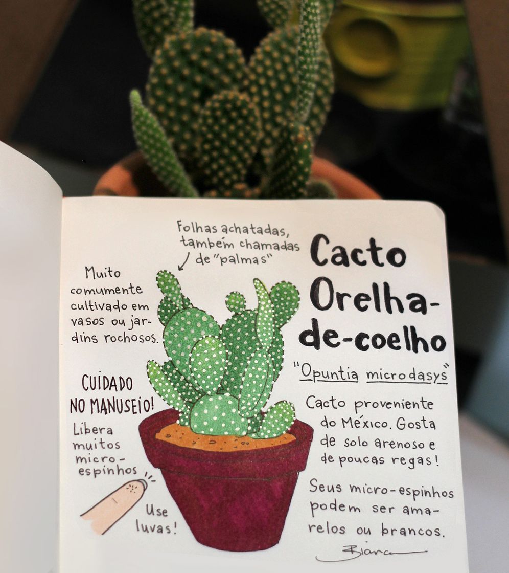 Fashion Cacto orelha-de-coelho