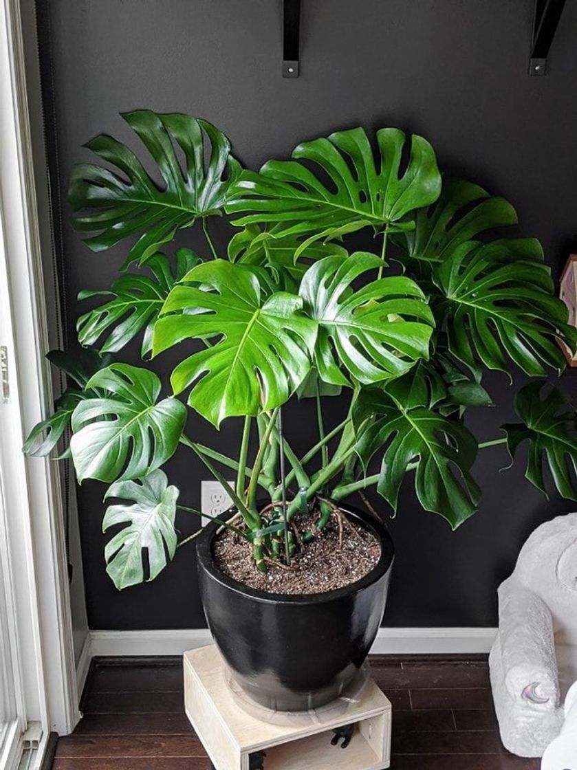 Moda Monstera deliciosa 