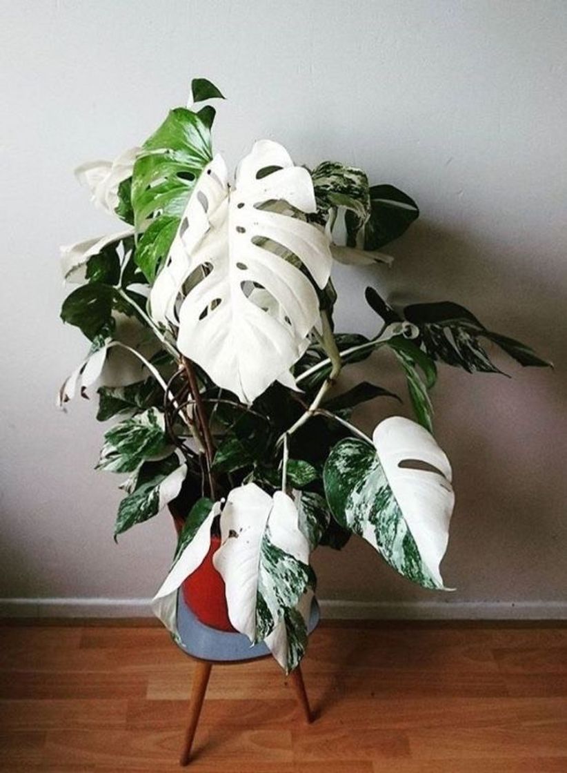 Moda Monstera deliciosa variegata 🤍