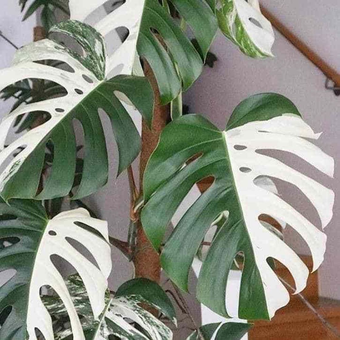 Moda Monstera deliciosa variegata 🤍