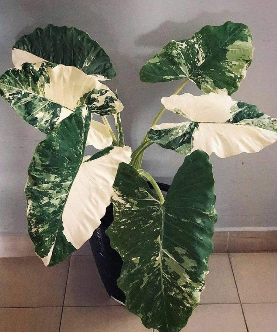 Moda Alocasia 🤍