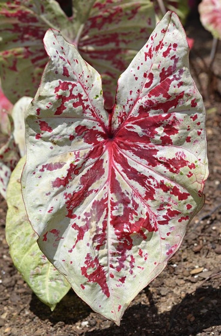 Moda Caladium 