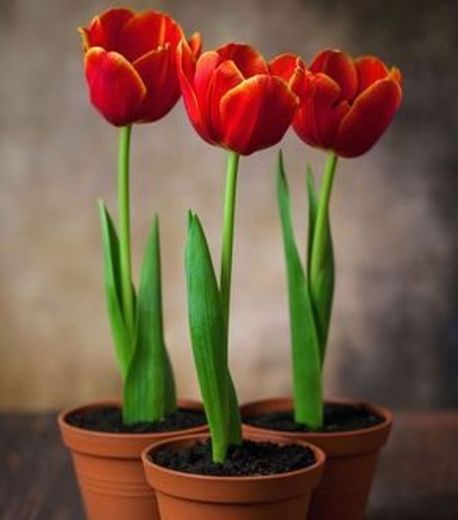 🌷🌷Como plantar tulipas 🌷🌷