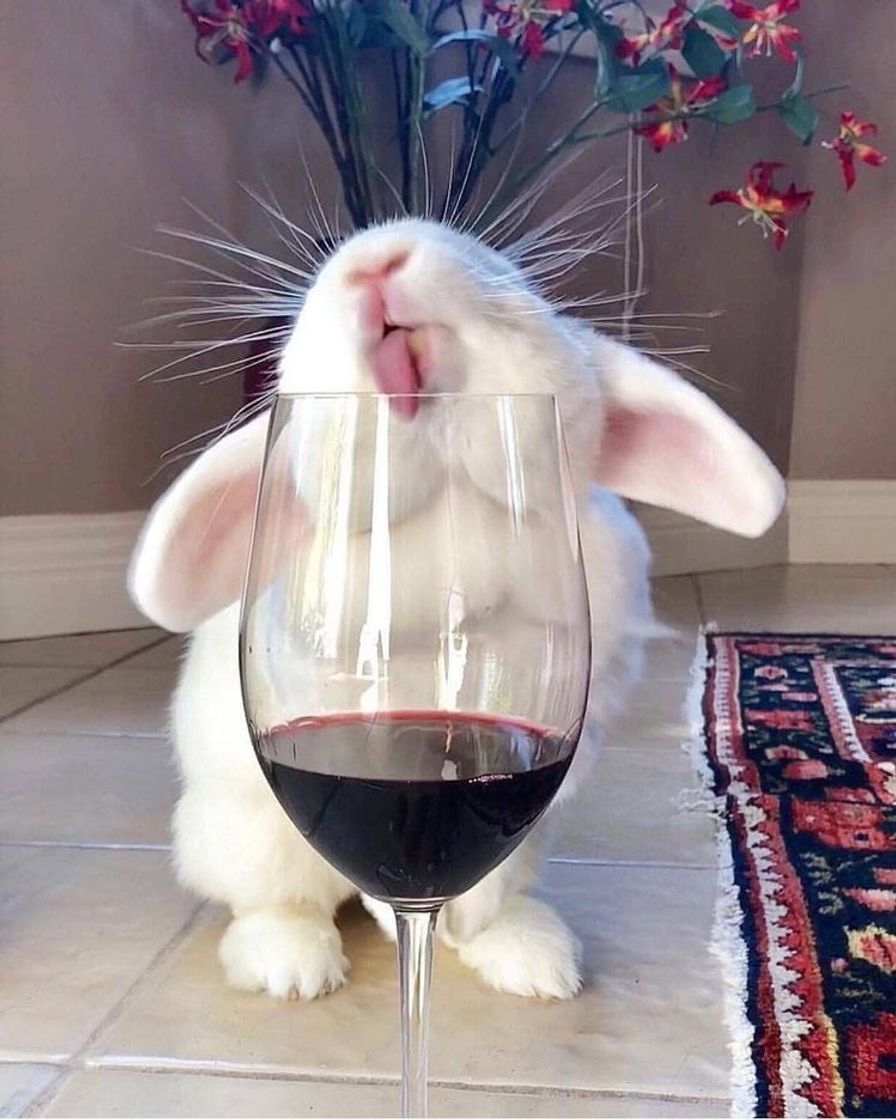 Social coeio bebendo vinho 