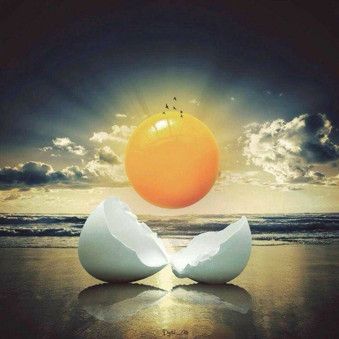 Fashion EGG OR SUN?