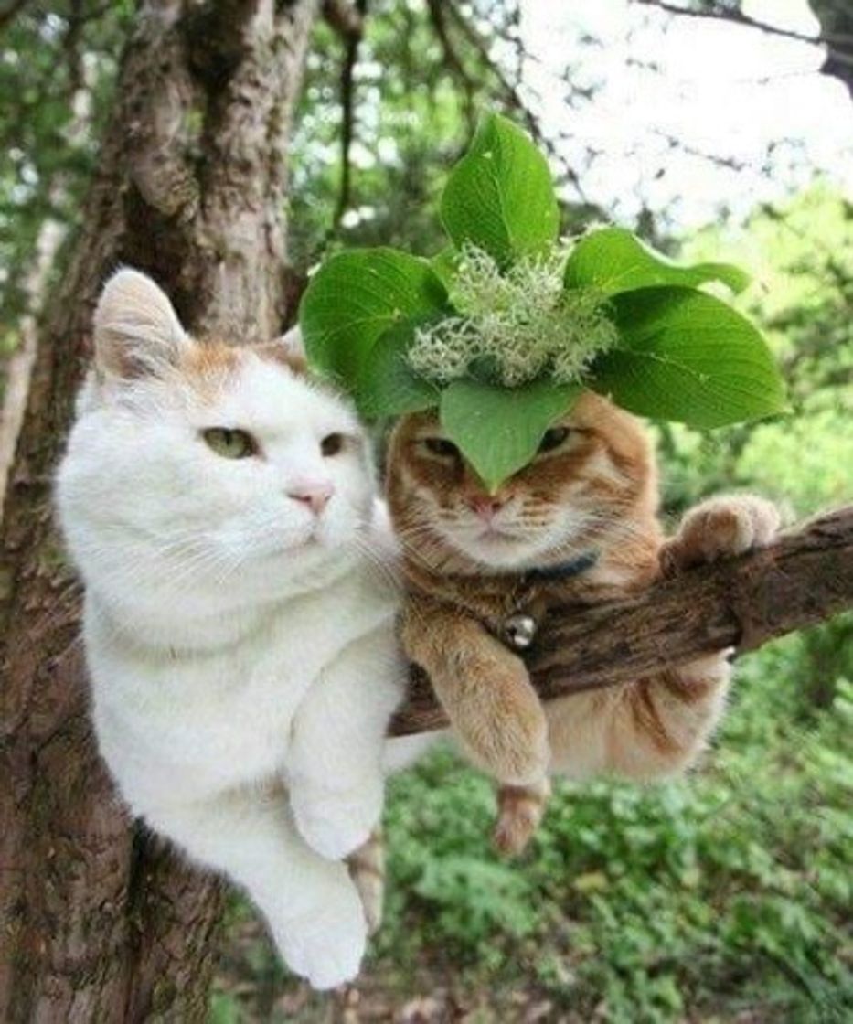 Fashion Cats