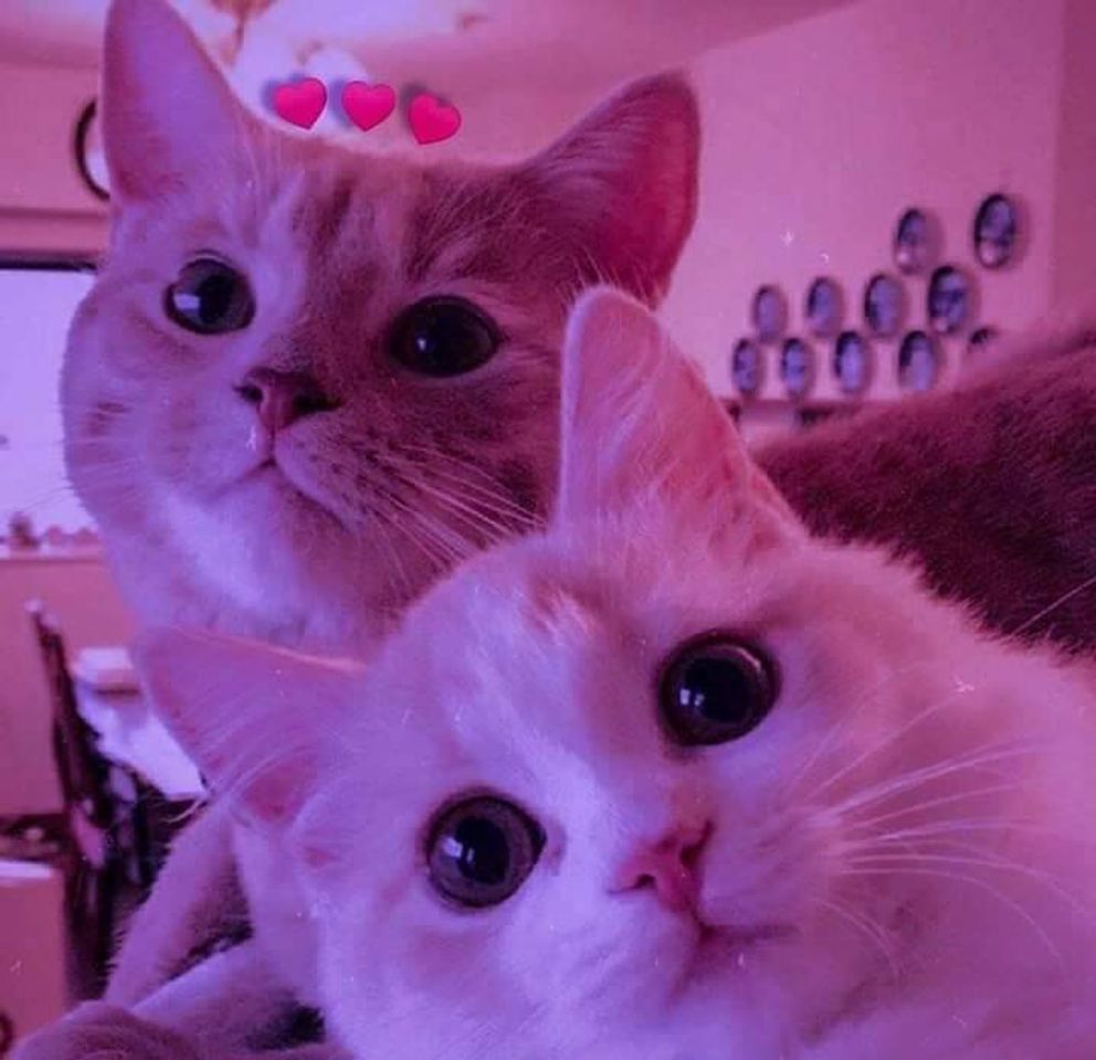 Moda Gatinhos fofos🥰🐈