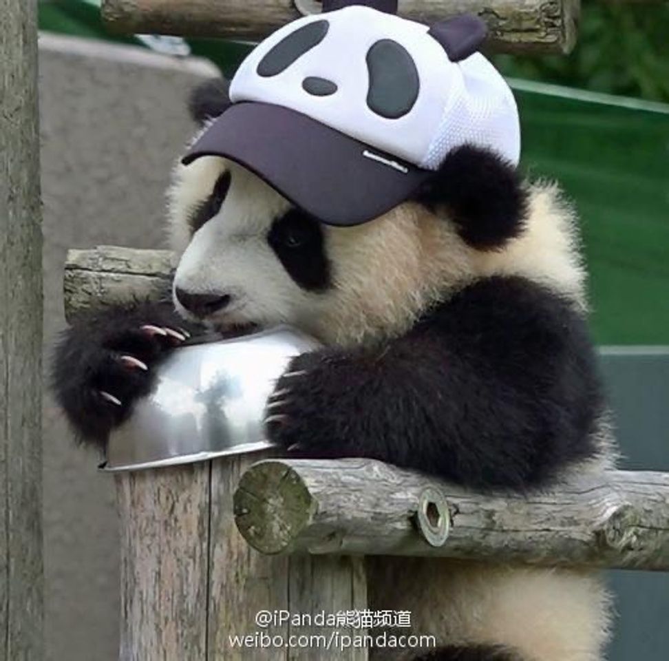 Fashion Panda